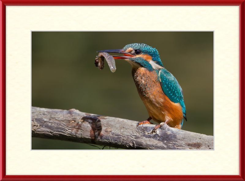 Kingfisher Eating a Tadpole - Great Pictures Framed