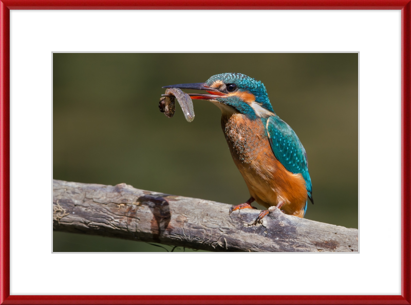 Kingfisher Eating a Tadpole - Great Pictures Framed