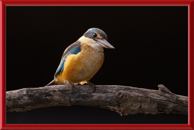 Sacred Kingfisher- Sydney Olympic Park - Great Pictures Framed