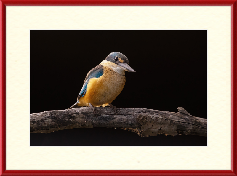 Sacred Kingfisher- Sydney Olympic Park - Great Pictures Framed