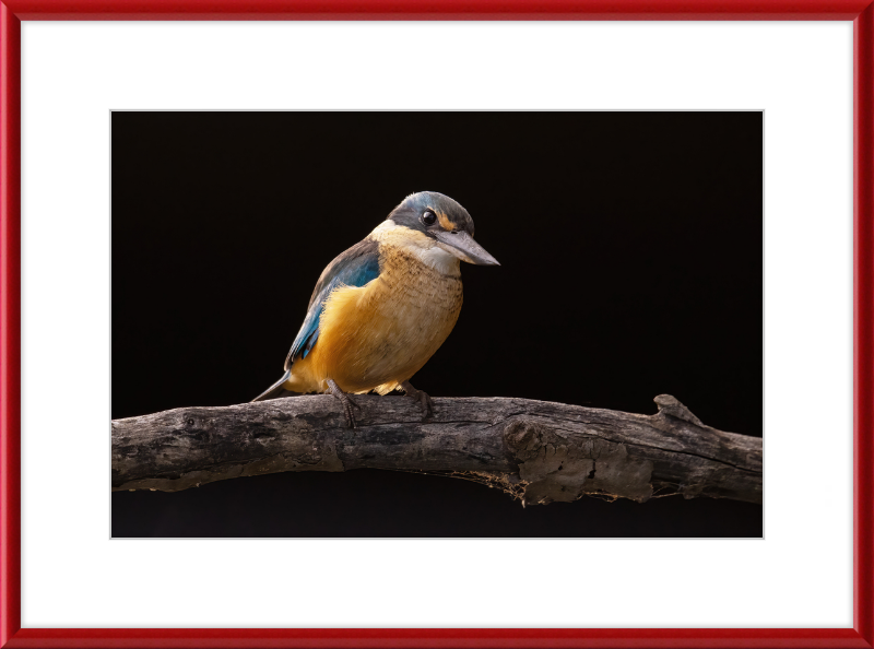 Sacred Kingfisher- Sydney Olympic Park - Great Pictures Framed