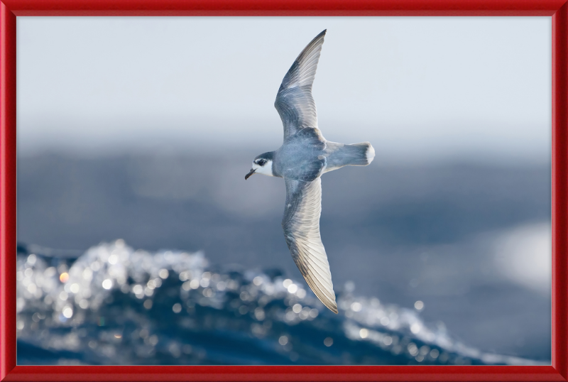 Halobaena Caerulea in Flight - SE Tasmania - Great Pictures Framed
