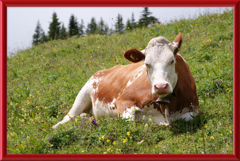 A Fleckvieh Cow in the Swiss Alps - Great Pictures Framed