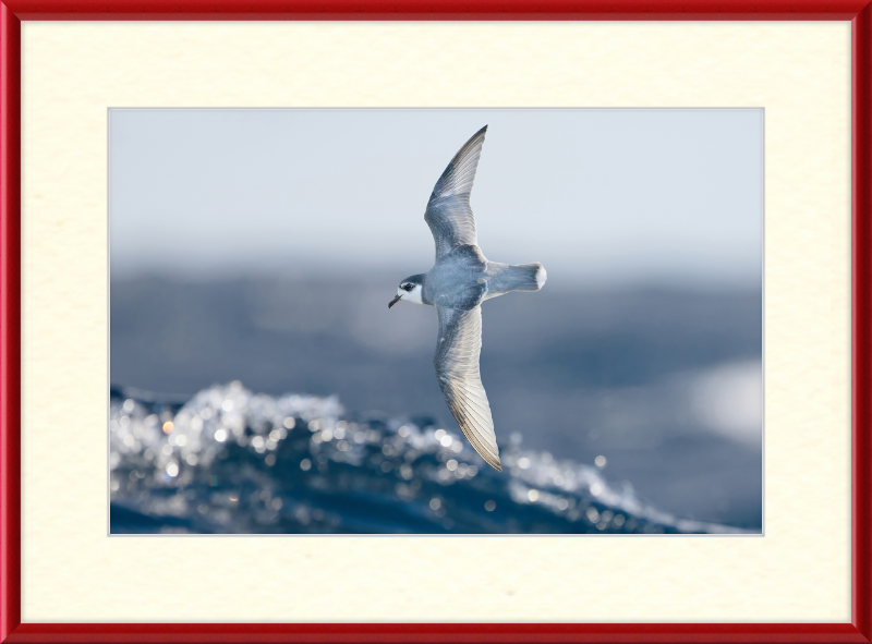 Halobaena Caerulea in Flight - SE Tasmania - Great Pictures Framed