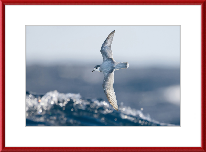 Halobaena Caerulea in Flight - SE Tasmania - Great Pictures Framed