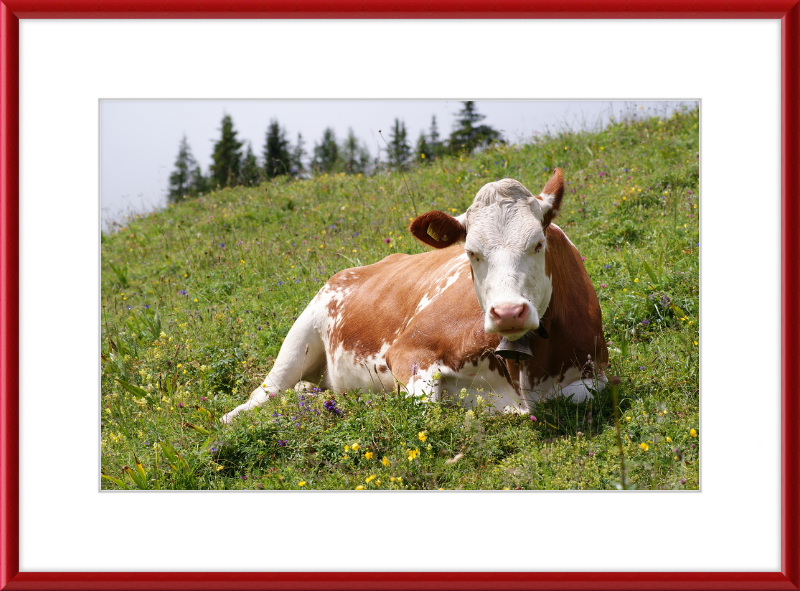 A Fleckvieh Cow in the Swiss Alps - Great Pictures Framed