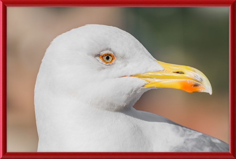 Larus Michahellis in Farnese Gardens - Great Pictures Framed