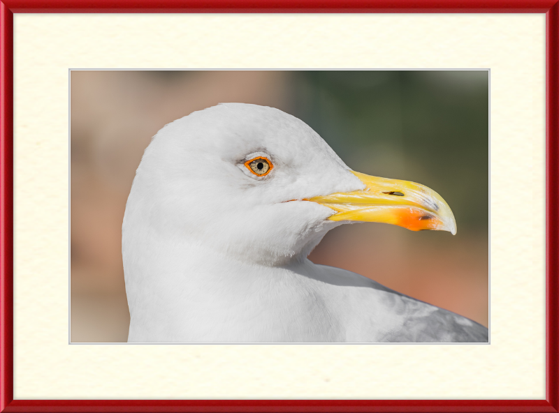 Larus Michahellis in Farnese Gardens - Great Pictures Framed