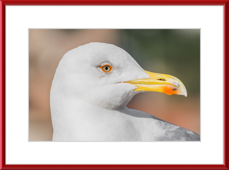 Larus Michahellis in Farnese Gardens - Great Pictures Framed