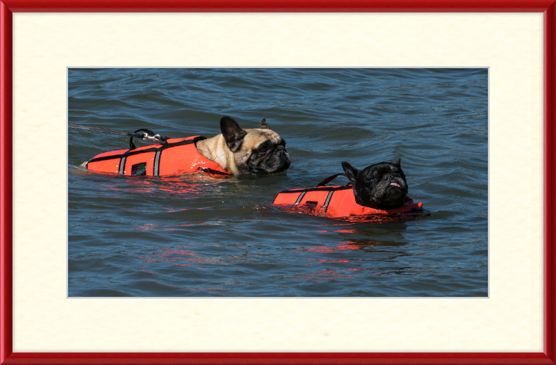 Two French Bulldogs Swimming in Life Jackets - Great Pictures Framed