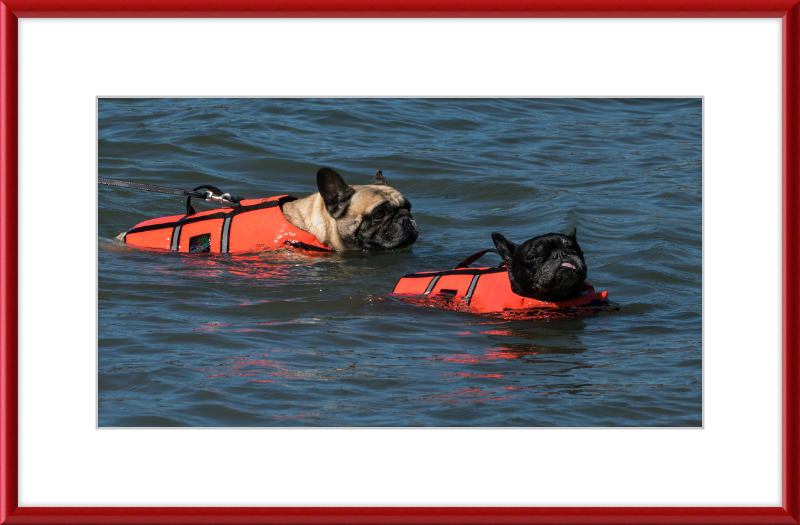 Two French Bulldogs Swimming in Life Jackets - Great Pictures Framed