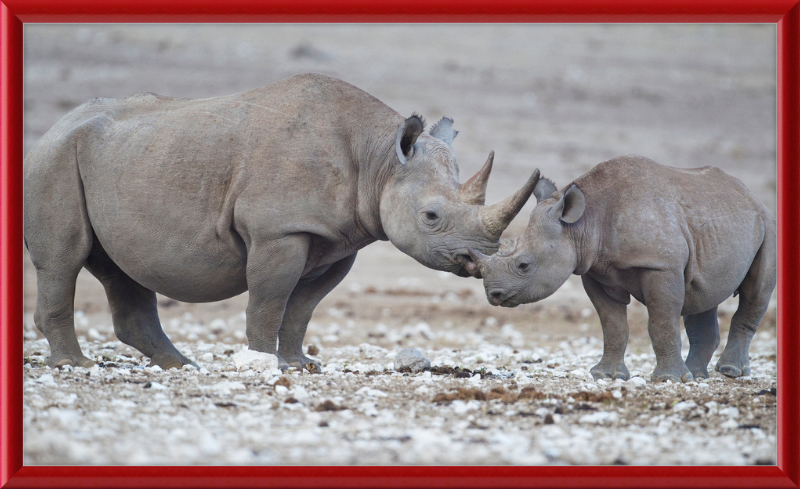 Two Rhinos - Great Pictures Framed