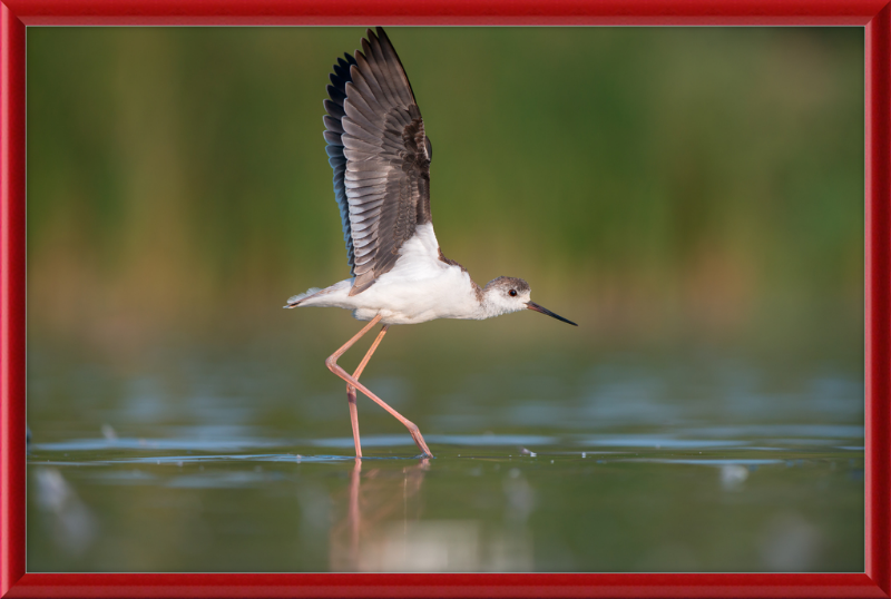 A Young Long-Legged Wader in the Danube Delta - Great Pictures Framed