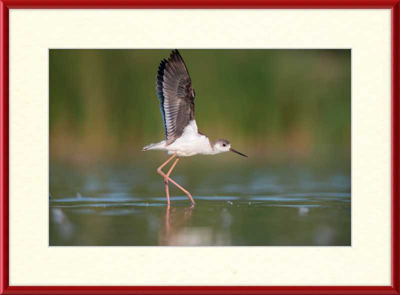 A Young Long-Legged Wader in the Danube Delta - Great Pictures Framed