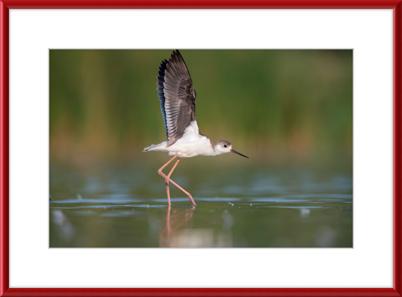 A Young Long-Legged Wader in the Danube Delta - Great Pictures Framed