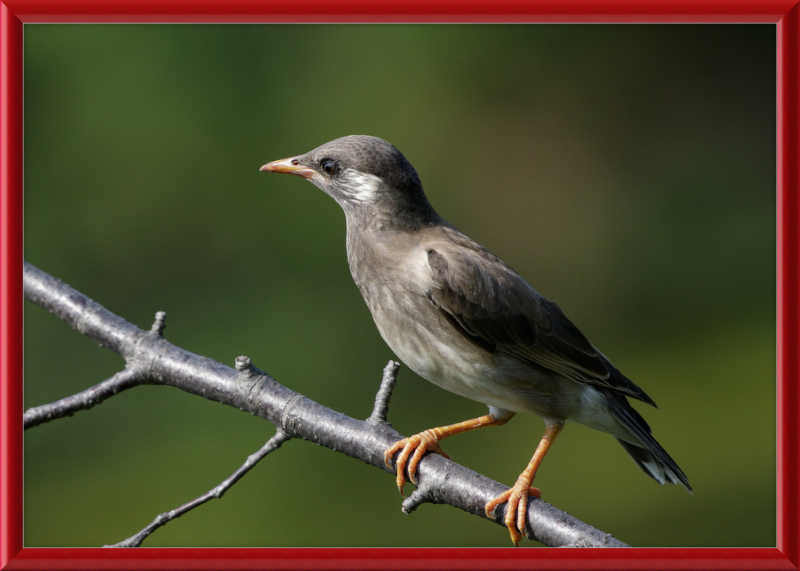 White-cheeked Starling at Tennoji Park in Osaka - Great Pictures Framed