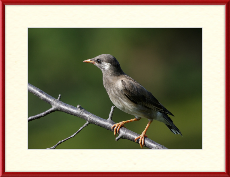White-cheeked Starling at Tennoji Park in Osaka - Great Pictures Framed