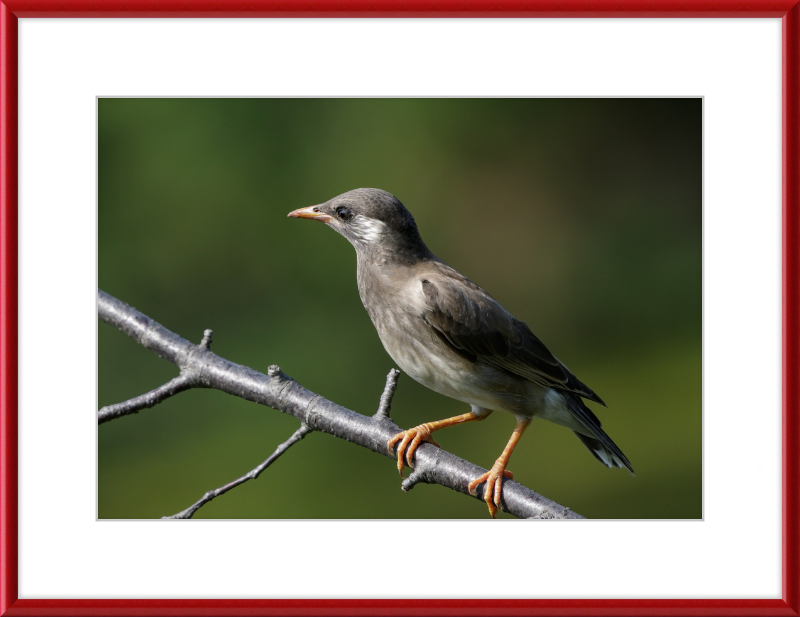 White-cheeked Starling at Tennoji Park in Osaka - Great Pictures Framed