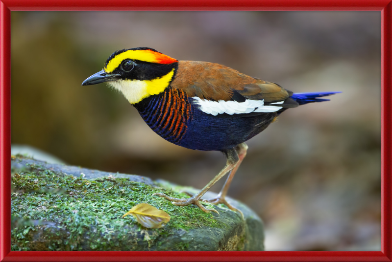 Hydrornis Irena - Sri Phang Nga - Great Pictures Framed