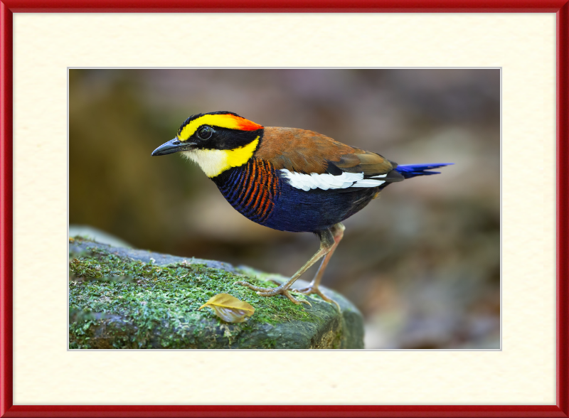 Hydrornis Irena - Sri Phang Nga - Great Pictures Framed