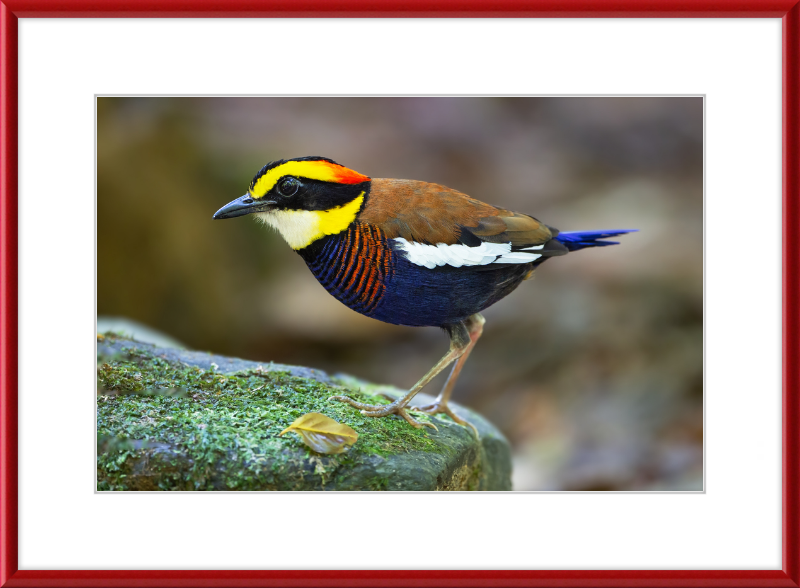 Hydrornis Irena - Sri Phang Nga - Great Pictures Framed