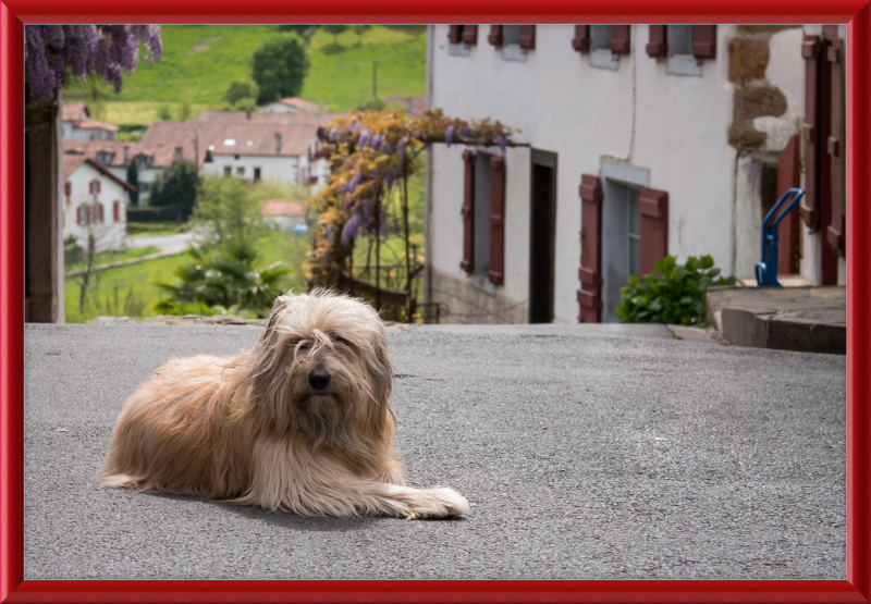 Sara - A Sheepdog - Great Pictures Framed