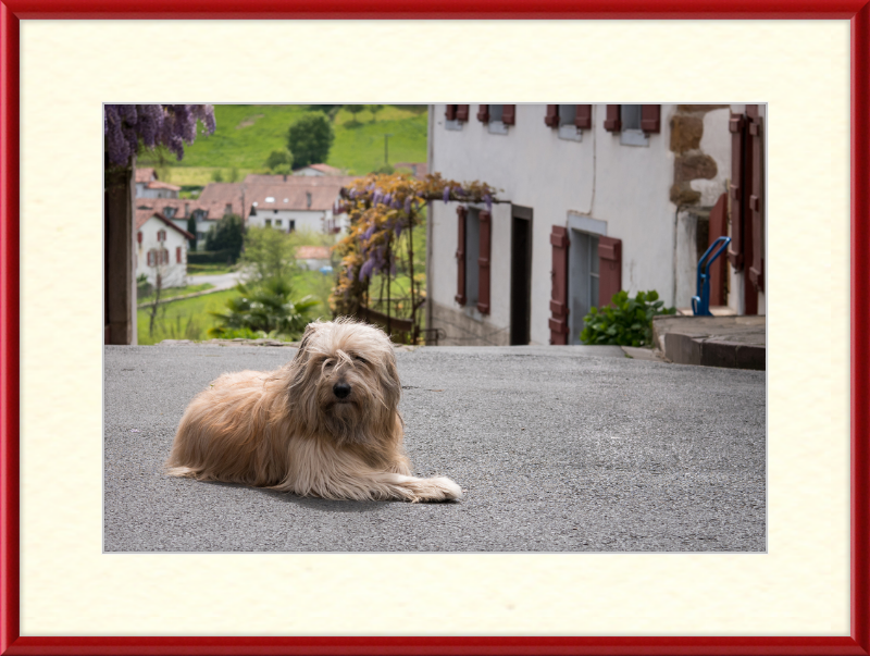 Sara - A Sheepdog - Great Pictures Framed