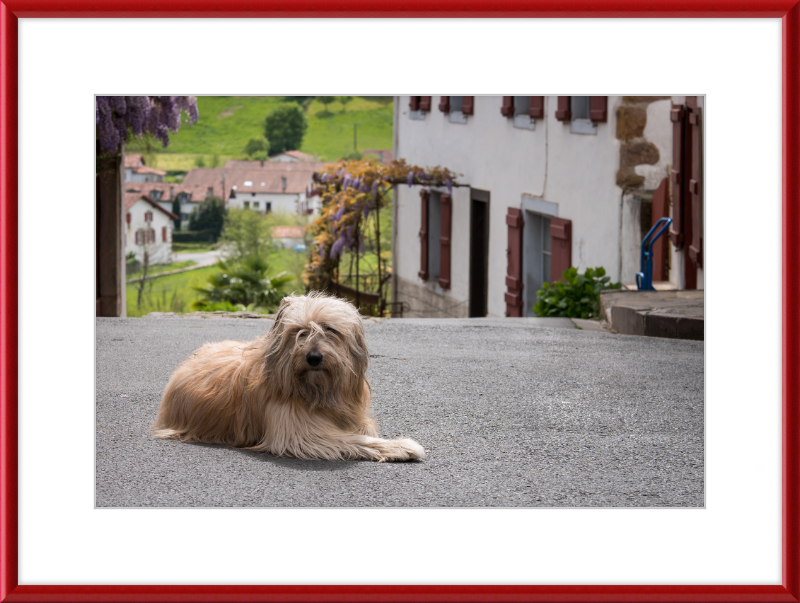 Sara - A Sheepdog - Great Pictures Framed