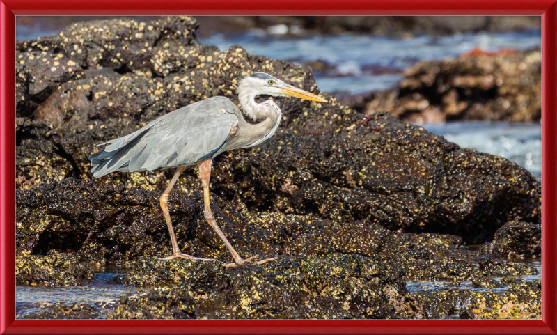 Great Blue Heron (Ardea herodias) - Great Pictures Framed