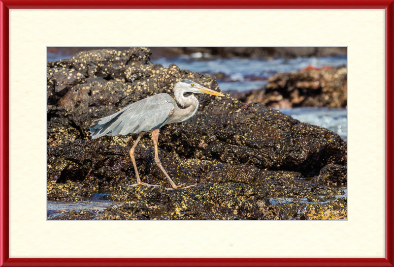 Great Blue Heron (Ardea herodias) - Great Pictures Framed
