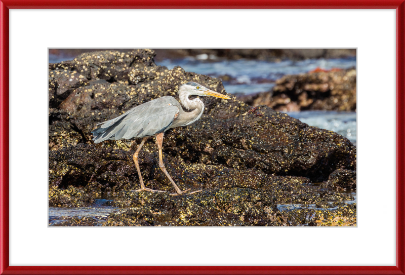 Great Blue Heron (Ardea herodias) - Great Pictures Framed