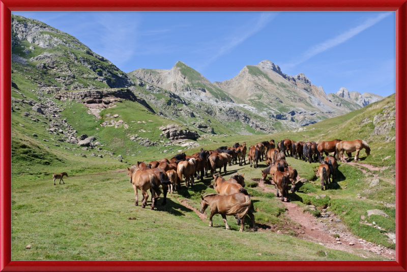 Free-Roaming Horses in the Pyrenees - Great Pictures Framed