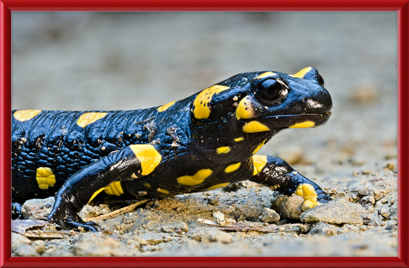Fire salamander - Great Pictures Framed