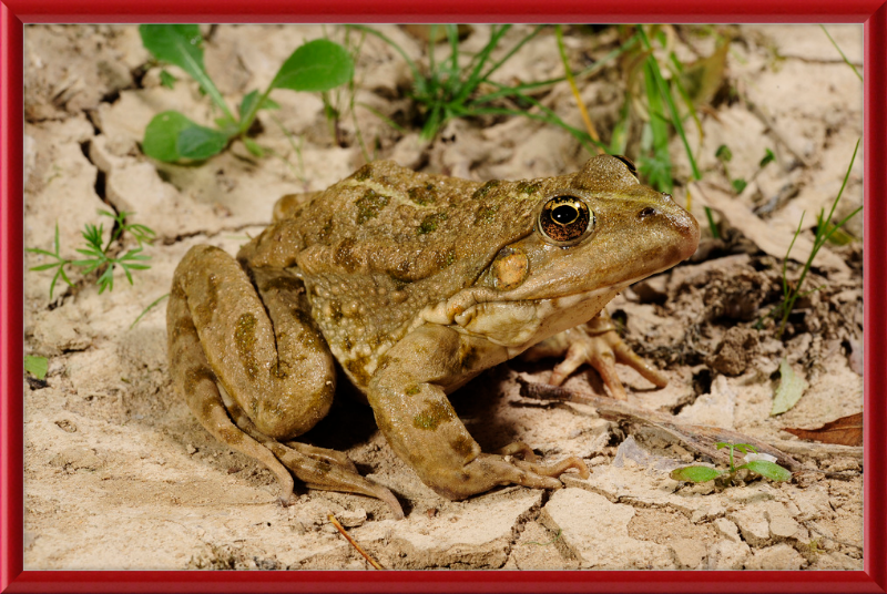 Grafscher Hybridfrosch - Great Pictures Framed