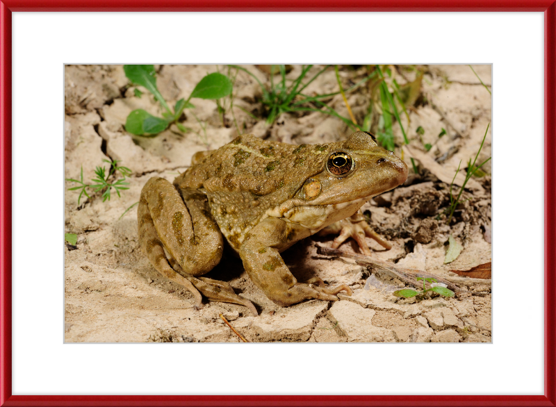 Grafscher Hybridfrosch - Great Pictures Framed