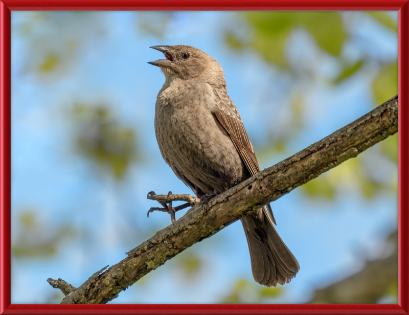 Female Brown-headed Cowbird - Great Pictures Framed