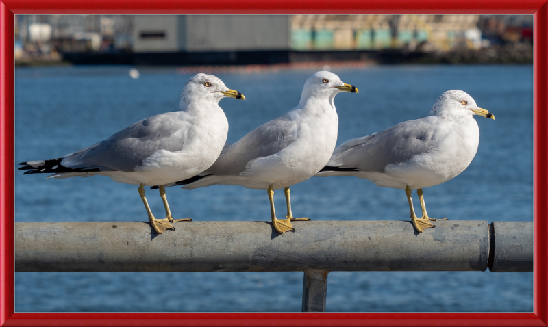 Ring-billed Gulls in Red Hook - Great Pictures Framed