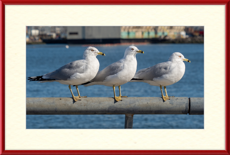 Ring-billed Gulls in Red Hook - Great Pictures Framed