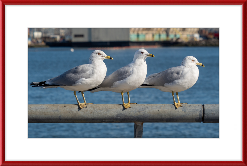 Ring-billed Gulls in Red Hook - Great Pictures Framed