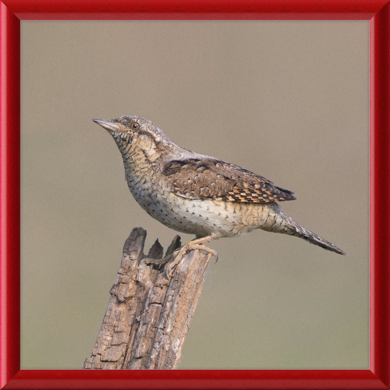 Wryneck - Great Pictures Framed