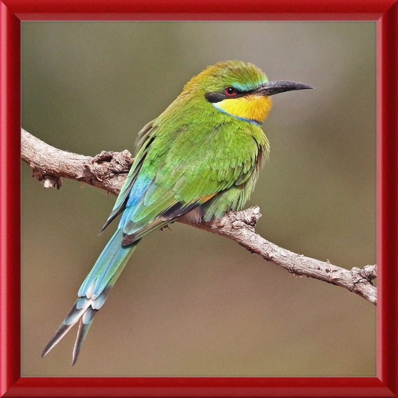 Swallow-tailed Bee-eater - Great Pictures Framed