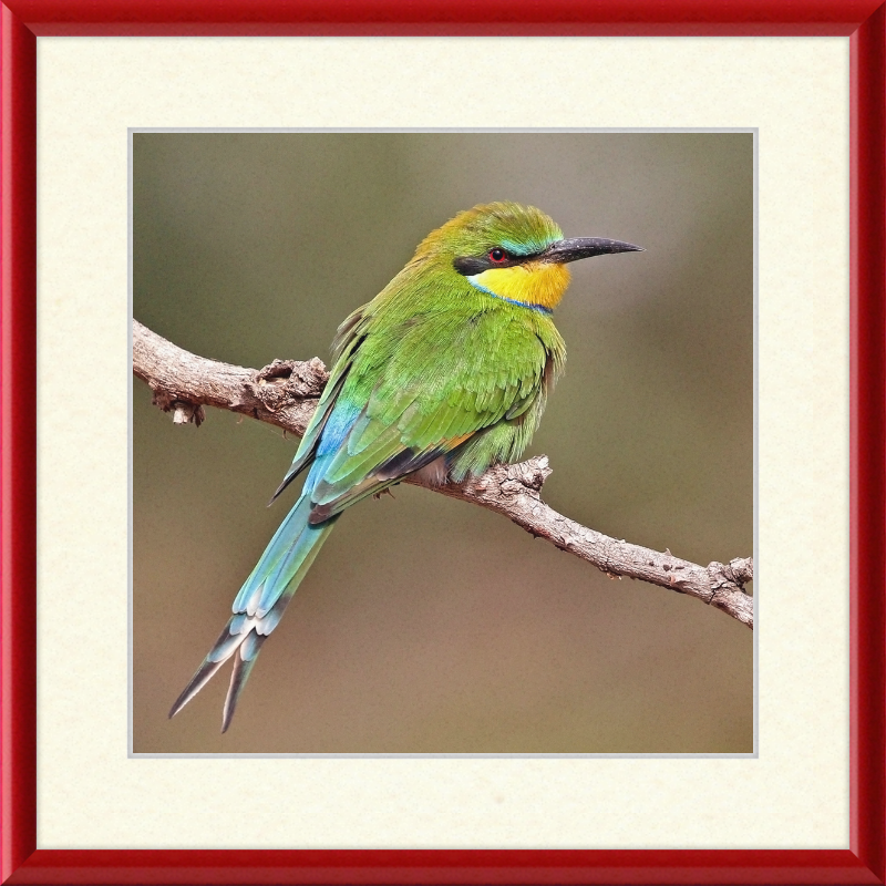 Swallow-tailed Bee-eater - Great Pictures Framed