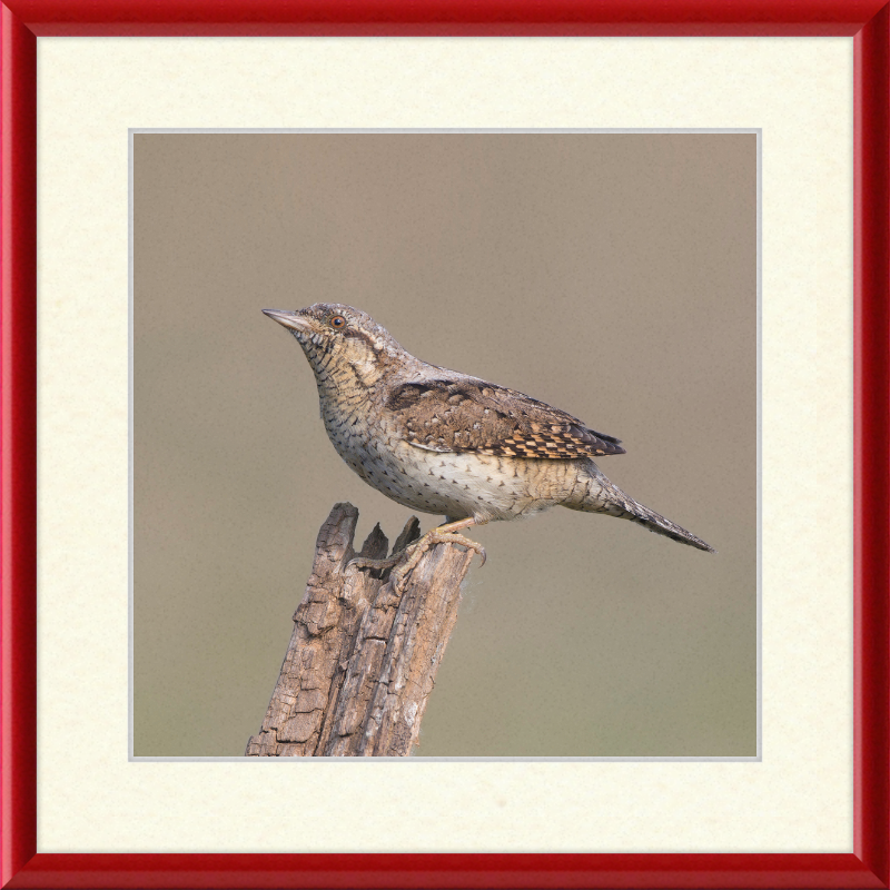 Wryneck - Great Pictures Framed