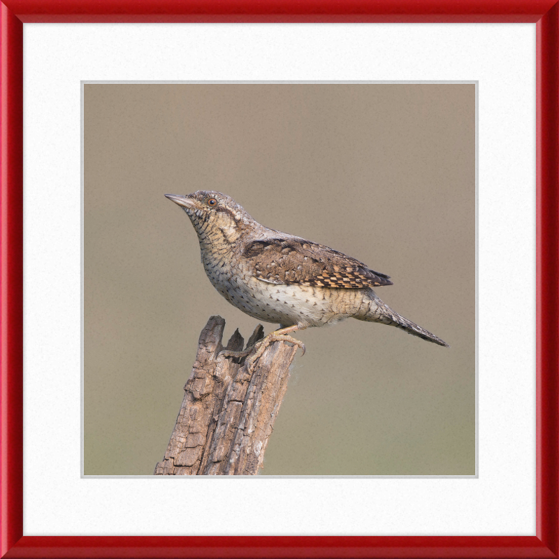 Wryneck - Great Pictures Framed