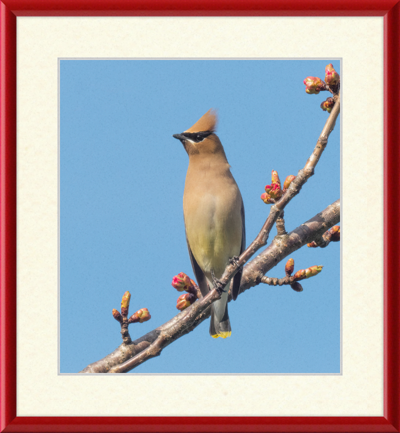 Cedar Waxwing in Green-Wood Cemetary - Great Pictures Framed