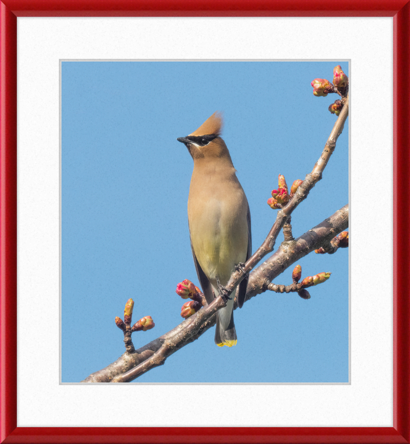 Cedar Waxwing in Green-Wood Cemetary - Great Pictures Framed