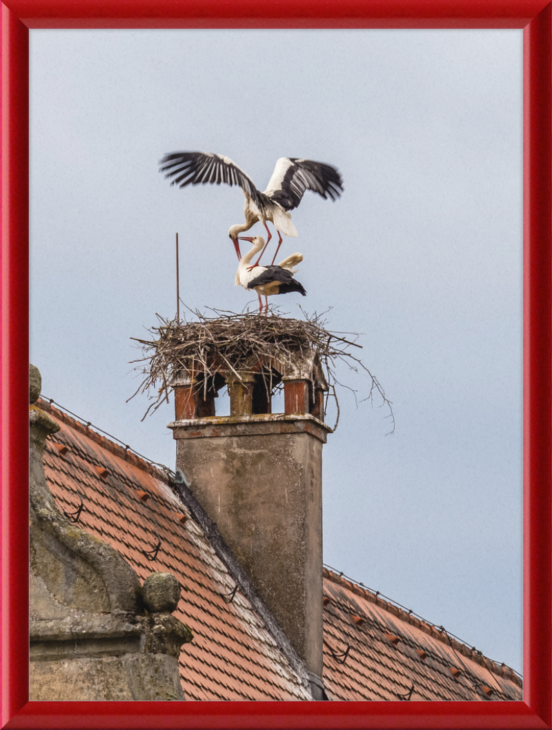 Schlüsselau Störche Nest - Great Pictures Framed