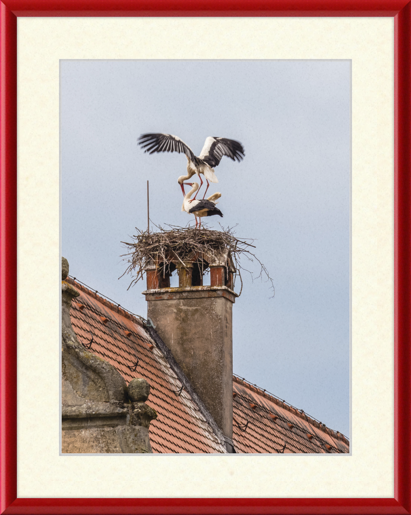 Schlüsselau Störche Nest - Great Pictures Framed