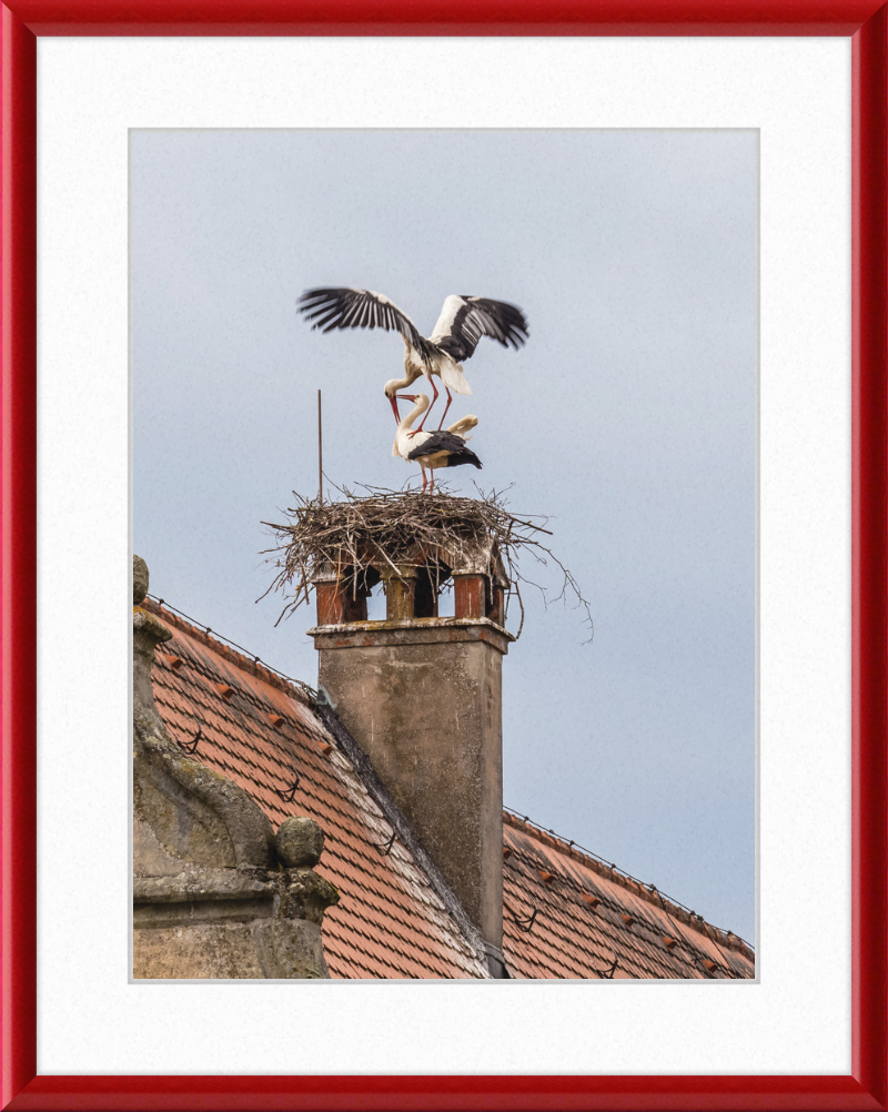 Schlüsselau Störche Nest - Great Pictures Framed