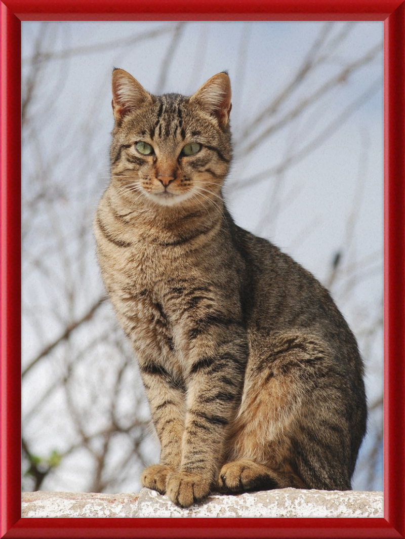 American Shorthair Mix - Great Pictures Framed